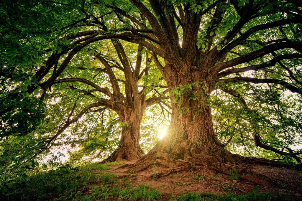 Arbre de Vie - Significations, Symboles et Bijoux - Géométrie Sacrée -  France Minéraux